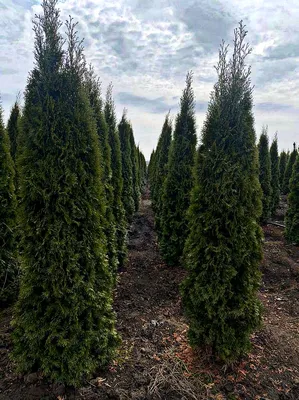 Сосна горная (Pinus mugo) купить по цене 850 рублей от питомника саженцев и  растений Центросад | Фото и консультация по уходу