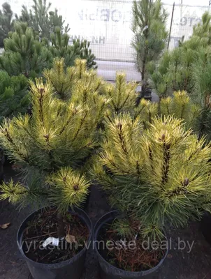 Сосна горная Бонсай (Pinus uncinata Bonsai)
