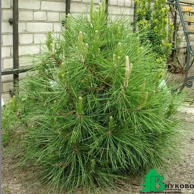 Купить Сосна черная Орегон Грин - Pinus nigra Oregon Green - в питомнике  Флорини