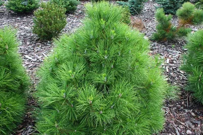 Сосна черная (Pinus nigra) - Хвойные растения весна 2024 года - купить туи,  сосны, ели.