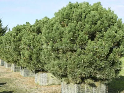 Pinus nigra, Сосна черная европейская|landshaft.info