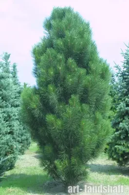 Сосна черная Пирамидалис 🌲 по выгодной цене в Москве - купить саженцы  Pinus nigra Pyramidalis в питомнике «Зеленый Рай»