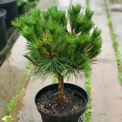 Сосна черная Голдфингерз Pinus nigra Goldfingers | Питомник Тайга