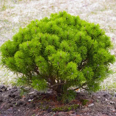 Сосну горную Pinus mugo можно купить недорого с доставкой в питомнике  Любвитский