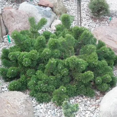Сосна горная (Pinus mughus) — НКО \"NORD-NUC\"