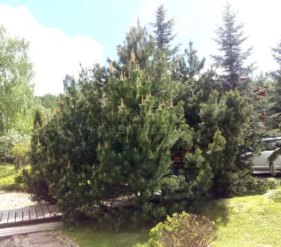 Продажа Pinus mugo var. mughus Сосна горная муго мугос стланиковая  европейская жереп в Санкт-Петербурге. Купить в СПб