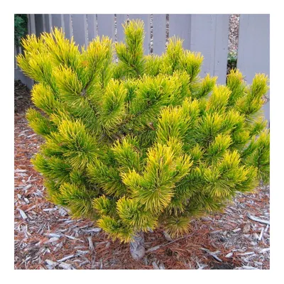 Сосна горная Зюндерт Pinus mugo Zundert | Питомник Тайга