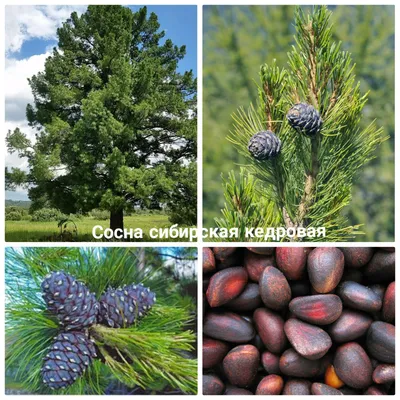 Сосна кедровая корейская (Pinus koraiensis) С2 купить в Украине с доставкой  | Цена в Svitroslyn.ua