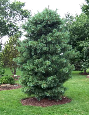 Сосна кедровая корейская Сильверей Pinus koraiensis Silveray | Питомник  Тайга