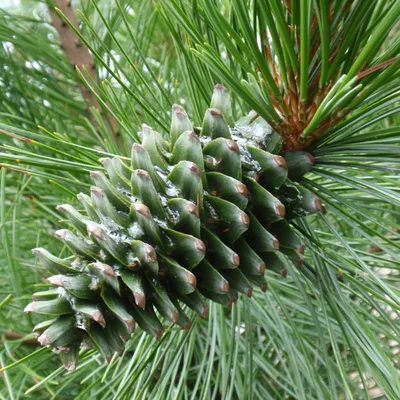 Treesber - Сосна кедровая корейская (Pinus koraiensis)... | Facebook