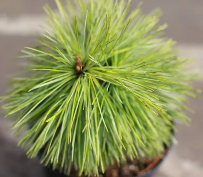 Сосна кедровая корейская Сильверей (Pinus koraiensis Silveray) - «Красивая,  но не для нас)» | отзывы