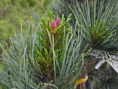 Сосна корейская/ (Pinus koraiensis) С1,5 купить в интернет-магазине ЦВІТСАД  с доставкой по Украине