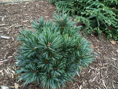 Сосна корейская (Pinus koraiensis)