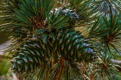 Кедр Корейский семена (20 шт) (Pinus koraiensis) сосна кедровая для  саженцев (ID#1126539820), цена: 99 ₴, купить на Prom.ua