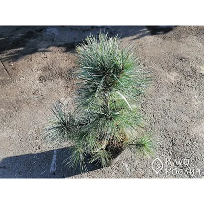Сосна кедровая корейская Блю Болл (Pinus koraiensis Blue Ball)