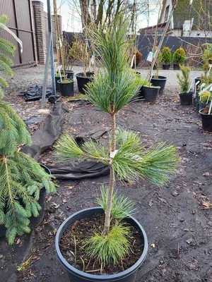 Сосна корейская/кедровая Джек Корбит. (Pinus koraiensis Jack Corbit) С35  купить в интернет-магазине ЦВІТСАД с доставкой по Украине