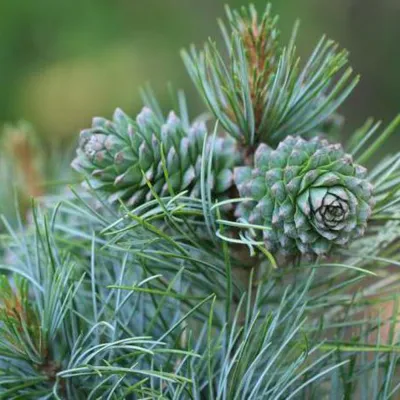 Сосна корейская (лат. Pinus koraiensis). Экспозиция Растительный мир.  Сахалинский зооботанический парк.