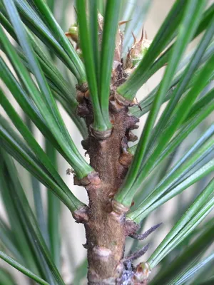 Сосна кедровая корейская Сильверей (Pinus koraiensis Silveray) - «Кедровая корейская  сосна растёт и плодоносит в Подмосковье. Зря я сомневалась.» | отзывы