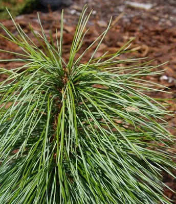 Корейский кедр, Маньчжурский кедр, Сосна корейская, (лат. Pinus korainsis)  СЕМЕНА 20шт + подарок | AliExpress