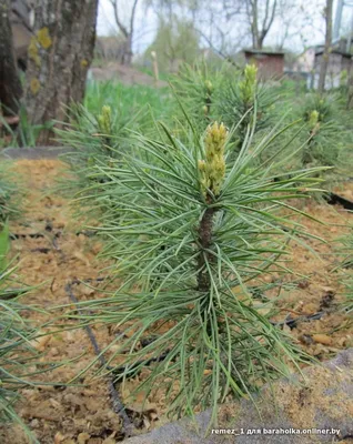 Сосна кедровая корейская Шибамичи Pinus koraiensis Shibamichi | Питомник  Тайга
