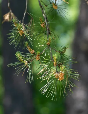 Коллекционный объект БСИ ДВО РАН: Pinus koraiensis (Сосна корейская, или  Сосна кедровая корейская)