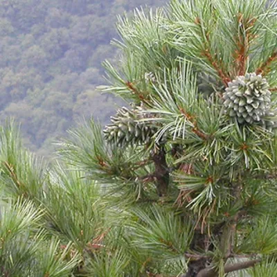 Сосна корейская (Pinus koraiensis)