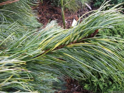 Сосна кедровая корейская Сильвер Лайнинг (Pinus koraiensis Silver Lining)