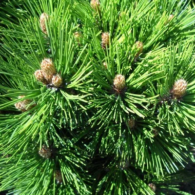 Pinus heldreichii 'Malinki' | Pinaceae - Van den Berk Nurseries