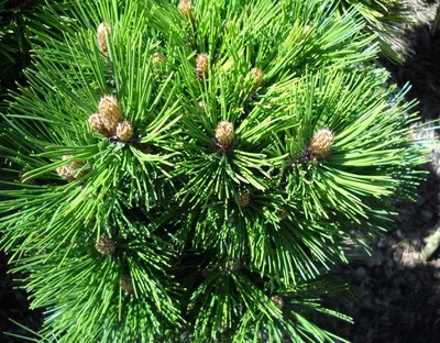Сосна белокорая Малинки, Pinus leucodermis Malinki | САД ПОЛТАВИ