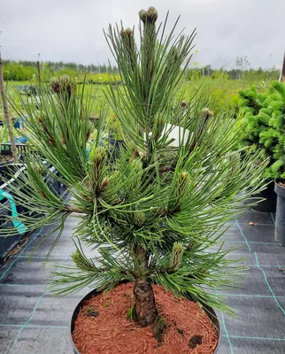 Сосна Гельдрейха \"Малинки\" (Pinus heldreichii \"Malinki\") купить оптом в  Ростове-на-Дону