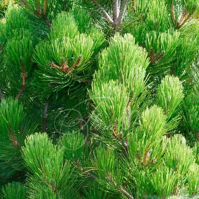 Сосна белокорая Малинки (Malinki) (Pinus albicaulis Malinki) - описание  сорта, фото, саженцы, посадка, особенности ухода. Дачная энциклопедия.
