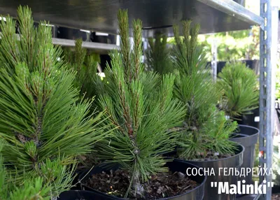 Pinus nigra 'Malinki' - сосна черная - Pinus nigra 'Malinki' -  cieplucha.com.pl