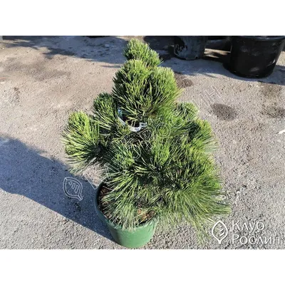 Сосна Гельдрейха Сателлит (Pinus heldreichii Satellit) — купите саженцы в  контейнере в Краснодаре - Прекраснодар — садовый центр в Краснодаре
