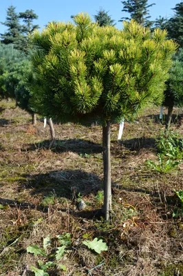 Купить Сосна обыкновенная Ватерери на штамбе Pinus sylvestris Watereri Ра -  в питомнике Флорини