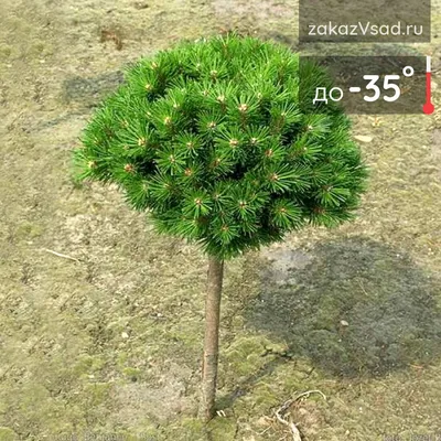 Сосна горная Варелла на штамбе (Pinus mugo Varella) РА | Питомник растений  Сосны
