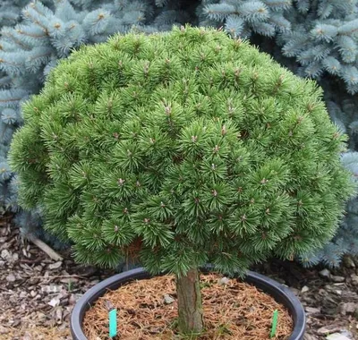 Green Optima - Питомник растений