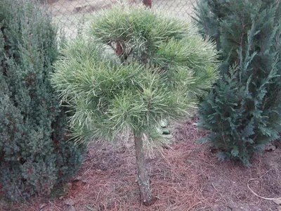 Сосна горная Саншайн. (Pinus mugo Sunshine) ШТАМБ купить в  интернет-магазине ЦВІТСАД с доставкой по Украине