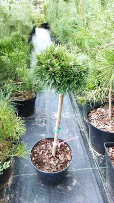 Сосна черная австрийская штамб 16/18 Pinus nigra austriaca 90л (И) — цена в  LETTO