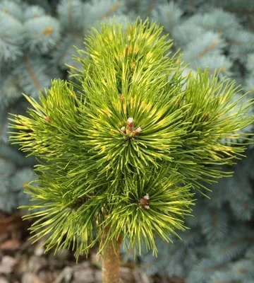 Сосна черная «Pierrick Bregeon» (Brepo) Pinus nigra «Pierrick Bregeon»  (Brepo)
