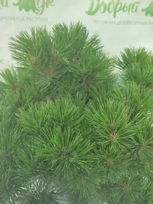 Сосна горная Варелла. (Pinus mugo Varella) ШТАМБ купить в интернет-магазине  ЦВІТСАД с доставкой по Украине