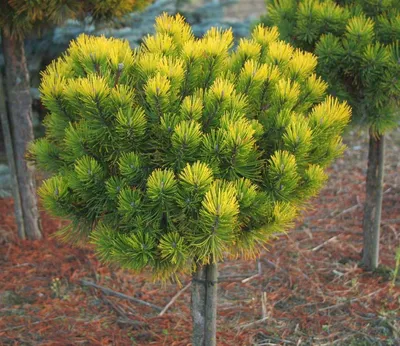 Сосна горная Парадкиссен на штамбе Pinus mugo Paradekissen | Питомник Тайга