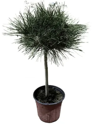 Сосна чёрная Бамбино на штамбе (Pinus nigra Bambino) PA | Питомник растений  Сосны