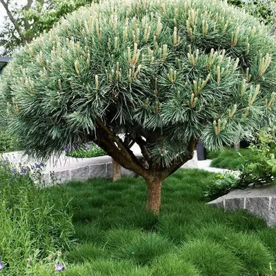 Сосна обыкновенная Ватерери Pinus sylvestris Watereri 10л (И) — цена в LETTO