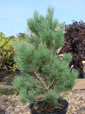 Сосна обыкновенная \"Ватерери\" (Pinus sylvestris Watereri) - Хвойные  растения весна 2024 года - купить туи, сосны, ели.