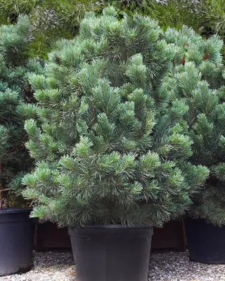 Сосна обыкновенная Ватерери (Pinus sylvestris Watereri) штамб h65 С30L –  Ваш сад