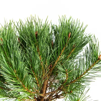 Сосна обыкновенная Ватерери (Pinus sylvestris Watereri) C15 | Питомник  растений Сосны