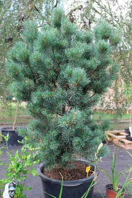 Сосна обыкновенная 'Watereri' (Ватерери, Pinus sylvestris 'Watereri') |  BOTSAD.BY