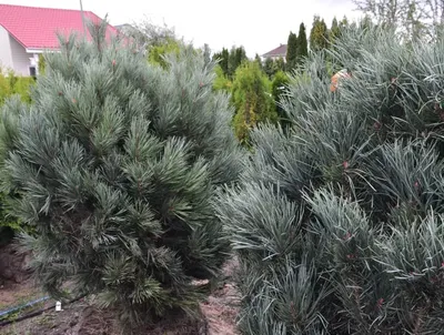 Сосна обыкновенная Ватерери Pinus sylvestris Watereri 5л (Н) — цена в LETTO