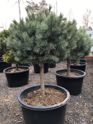 Сосна обыкновенная Ватерери (Pinus sylvestris 'Watereri') (ID#1666686848),  цена: 400 ₴, купить на Prom.ua