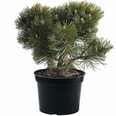 Сосна обыкновенная Ватерери Pinus sylvestris Watereri 5л (Н) — цена в LETTO